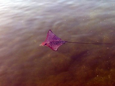 A very cool spotted eagle ray