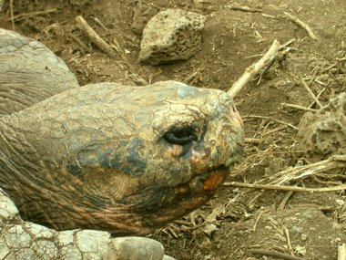 Tortoise head detail