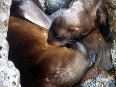Fur seal pup nursing