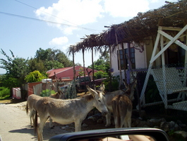 Donkeys run riot in the streets of Rincon