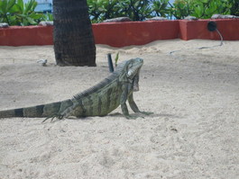 An iguana joins us for lunch