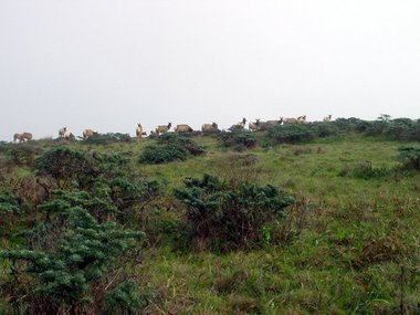 A group of elk on a hill
