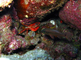A crab, hiding in a crevice, about to pinch the fish's nose
