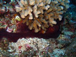 Octopus hiding under coral
