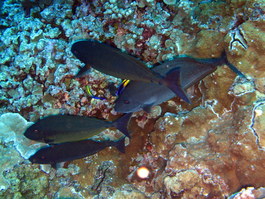A pair of Hawaiian cleaner wrasses attend clients