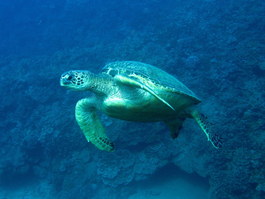 Diving at Molokini, Hawaii—December, 2008