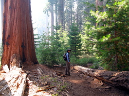 Lori on the trail surrounded by young sequoias and pine