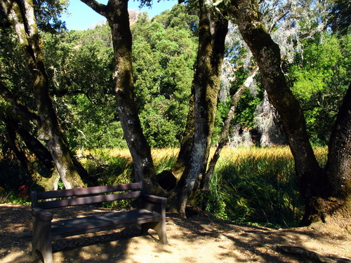 A bench at the sag pond