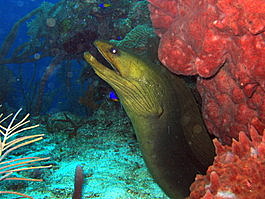 A very large green moray eel