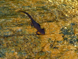 There were California newts all over the place! (Taricha torosa)