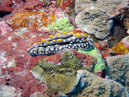 Nudibranch (Photo by Rafael Ruiz)