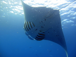 Rafa got a great close-up of this manta
                       ray (Photo by Rafael Ruiz)