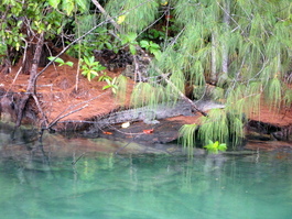 The salt-water crocodile enforces the no swimming rule in the Peleliu Harbor! (Photo by Rafael Ruiz)