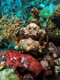 A scorpionfish tries hard not to be seen (Photo by Rafael Ruiz)