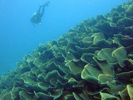 Bill hovers over the lettuce coral (Photo by Mark Harrison)