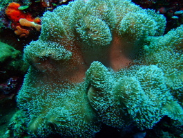 Nice soft coral (Photo by Mark Harrison)