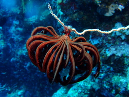 Feather stars, and basket stars at night, were plentiful, however (Photo by Mark Harrison)
