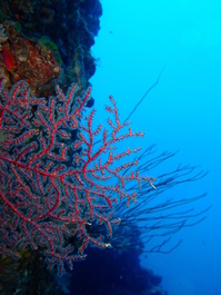 Beautiful red gorgonian coral (Photo by Mark Harrison)