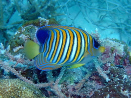 Yet another colorful reef fish, the regal angelfish (Photo by Mark Harrison)