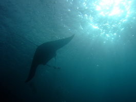 Manta ray feeds (Photo by Mark Harrison)