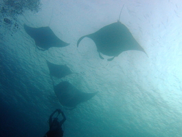Nadia captures video of the manta rays (Photo by Mark Harrison)