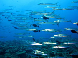 One of many schools of pelagics (Photo by Hector Manglicmot)