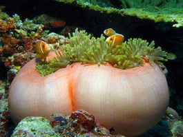 This anemone needs to go on a diet (Photo by Hector Manglicmot)
