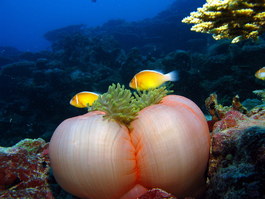 Send me your--likely crude--entry for the name of this anemone (Photo by Hector Manglicmot)