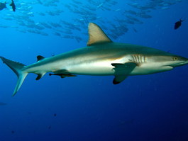More grey reef sharks (Photo by Hector Manglicmot)
