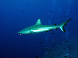 We saw sharks on nearly every dive, especially on the hook-in dives (Photo by Hector Manglicmot)