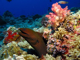 Moray eel (Photo by Hector Manglicmot)