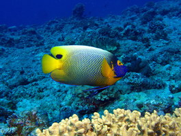 Colorful blueface angelfish (Photo by Hector Manglicmot)