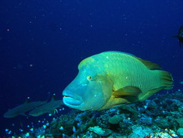 The Napolean wrasses were very diver friendly (Photo by Hector Manglicmot)