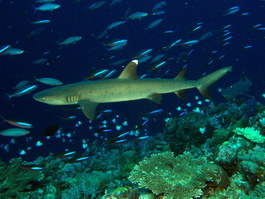 Just love the background of effervescent reef fish behind this white-tipped reef shark (Photo by Hector Manglicmot)