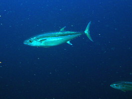 We saw quite a few tuna, a first for me (Photo by Hector Manglicmot)
