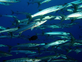 Barracudas (Photo by Hector Manglicmot)