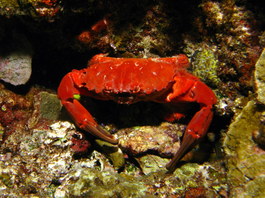 The crab that Lori found on a night dive (Photo by Hector Manglicmot)