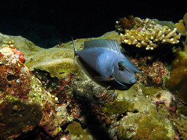 A unicornfish sports a mug only his mother could love (Photo by Hector Manglicmot)