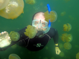 Ron dances with the jellies that harbor a photosynthetic algae (Photo by John Schwind)