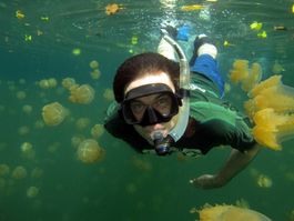 Bill swims through the jellies (Photo by John Schwind)