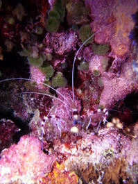 Banded coral shrimp (Photo by Wendy Wood)
