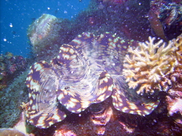 Another giant clam (Photo by Wendy Wood)