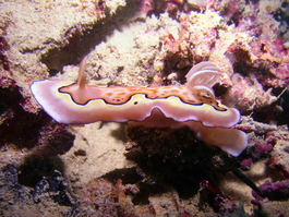 Nudibranch (Photo by Wendy Wood)