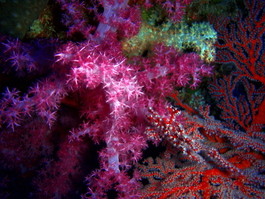 All sorts of corals (Photo by Wendy Wood)