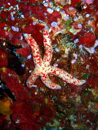 Here's another starfish (Photo by Wendy Wood)