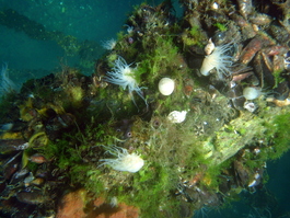 These innocent looking anemones are one of two jelly predators remaining in the lake (Photo by Wendy Wood)