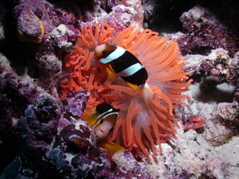 Anemones and anemonefish were common and fun to watch (Photo by Wendy Wood)
