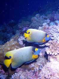A beautiful pair of blueface angelfish (Photo by Wendy Wood)