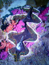 A giant clam with iridescent colors thickly encrusted in coral (Photo by Wendy Wood)