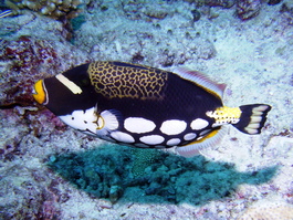 Clown triggerfish (Photo by Wendy Wood)